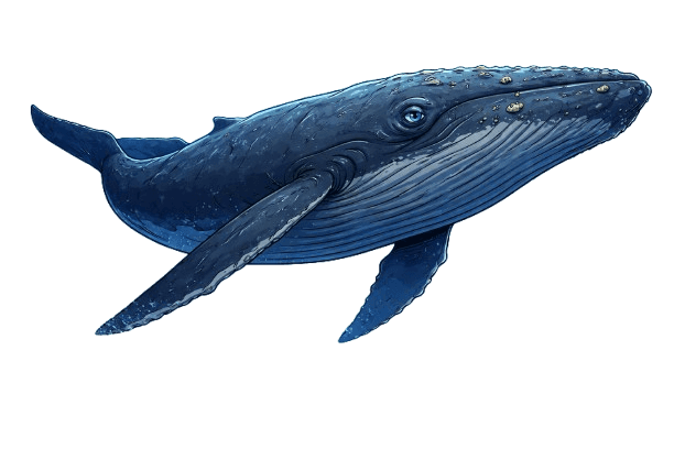 Blue Whale